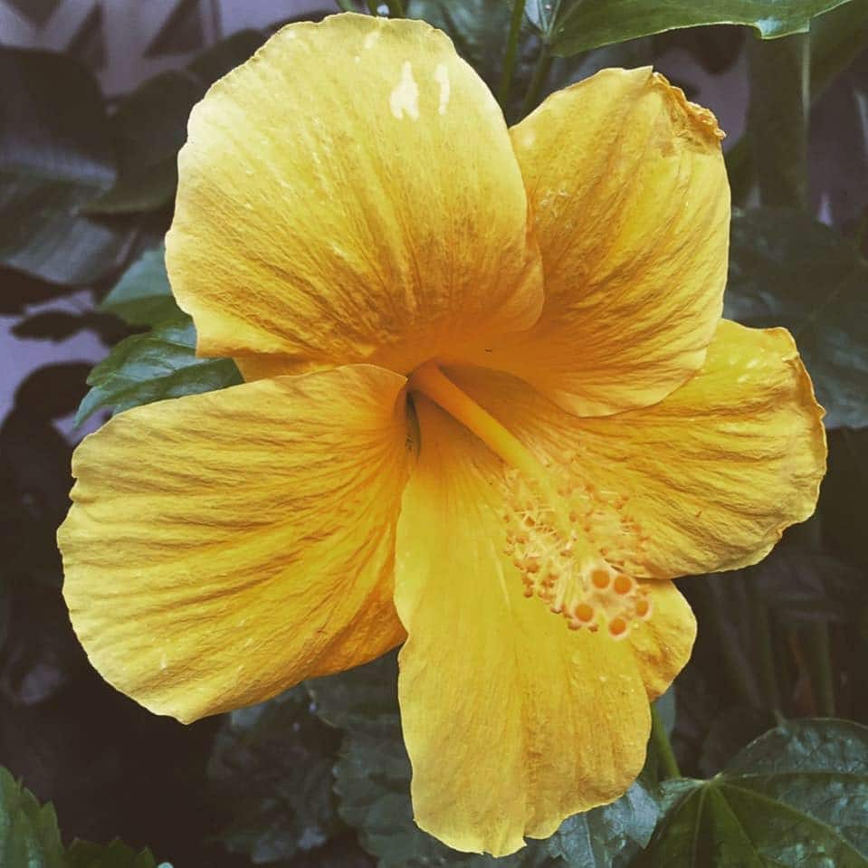 Yellow Garden Flower